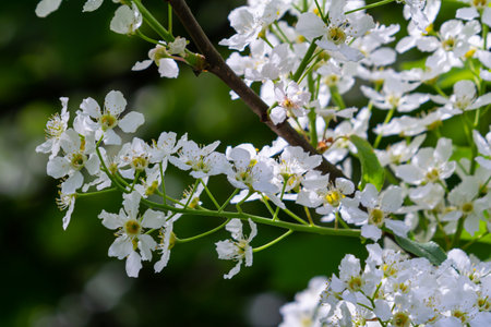 Selective focus photo. Bird cherry tree, Prunus padus blooming.の写真素材