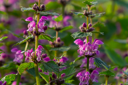Pink flowers of spotted dead-nettle Lamium maculatum in the garden.の写真素材