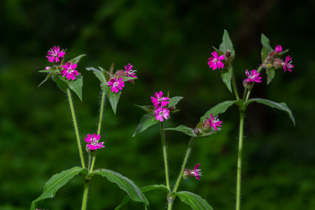 Beautiful red to pink campion. Rote Nichtnelke. Compagnon rouge. Silene dioica.の写真素材