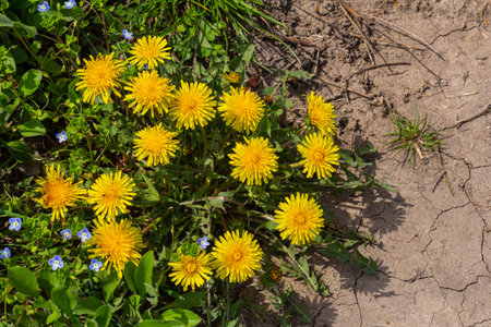 Grass field full of bright yellow dandelions in full bloom.