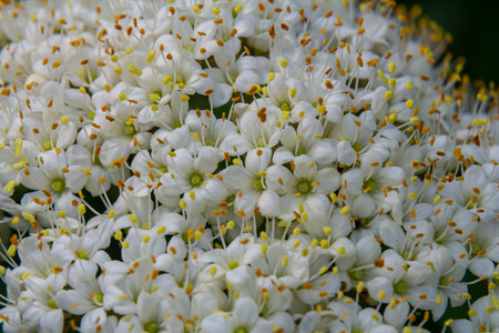 White inflorescence of on a branch of a plant called Viburnum lantana Aureum close-up.の写真素材
