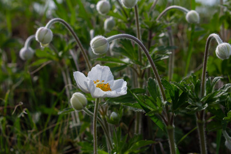 Anemonoides sylvestris Anemone sylvestris, known as snowdrop anemone or snowdrop windflower, is a perennial plant flowering in spring.の写真素材
