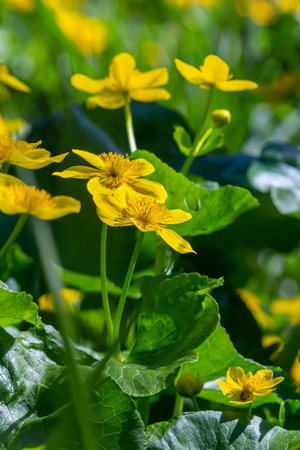 Blooming marsh-marigold Caltha palustris a widespread flower of marshes, ponds, damp meadows and wet...