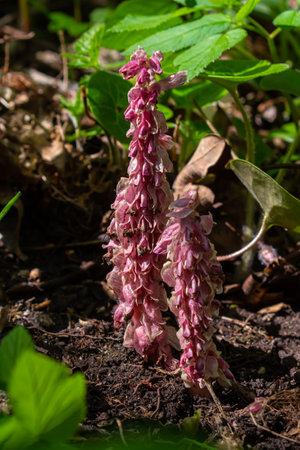 In the spring, Lathraea squamaria grows in the wild.の写真素材