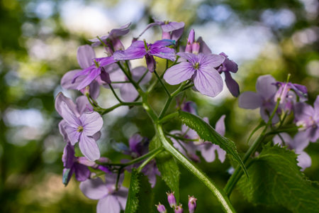 In spring, Lunaria rediviva blooms in the wild in the forest.
