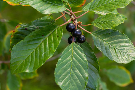 Leaves and fruits of the medicinal shrub Frangula alnus, Rhamnus frangula with poisonous black and red berries closeup.の写真素材