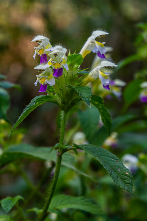 Summer among the wild herbs blossoms of nettle Galeopsis speciosa.の写真素材
