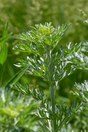 Silver green Wormwood leaves background. Artemisia absinthium, absinthe wormwood plant in herbal...