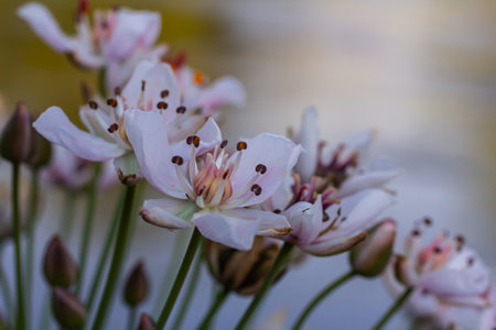 Photo butomus umbellatus flower burchardia, macro photo, forest water lily flower, summer spring,...