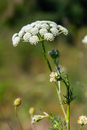 Selinum wallichianum, close-up of blossom, bokeh background.の写真素材