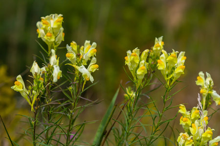 Flaxseed or wild snapdragon Linaria vulgaris is a medicinal herb. Wildflowers inflorescence.の写真素材
