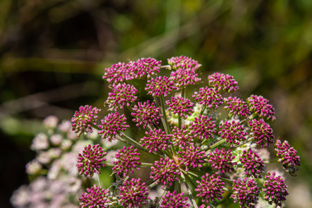 Pink flowers of greater burnet or Pimpinella major.