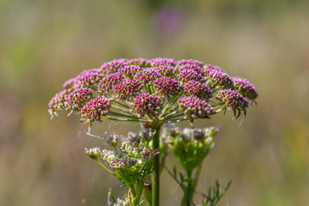 Pink flowers of greater burnet or Pimpinella major.