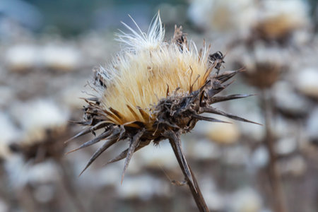 Milk thistle seed head - Latin name - Silybum marianum.の写真素材
