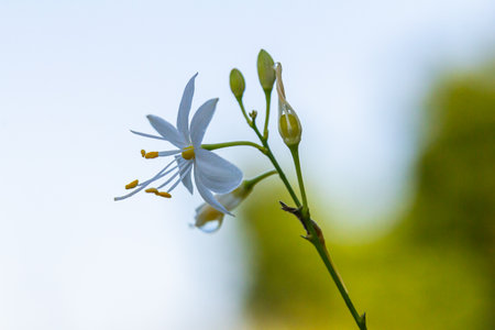 Fragile white and yellow flowers of Anthericum ramosum, star-shaped, growing in a meadow in the wild, blurred green background, warm colors, bright and sunny summer day.の写真素材