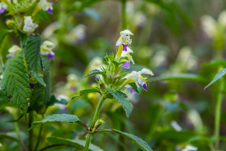 Summer among the wild herbs blossoms of nettle Galeopsis speciosa.の写真素材