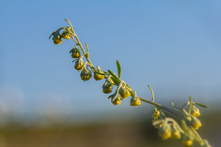 Bitter wormwood Artemisia absinthium bush grows in the wild.の写真素材