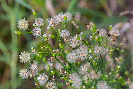 Erigeron canadensis grows in the wild in summer.の写真素材