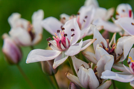 Photo butomus umbellatus flower, macro photo, summer spring, botany, background pink.の写真素材