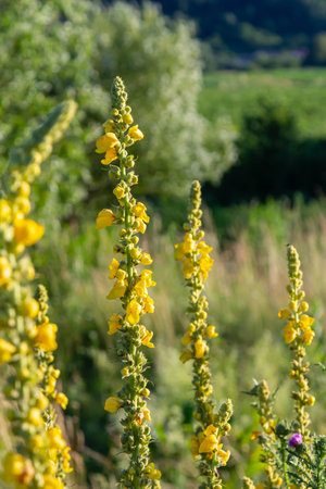 Common mullein - pale yellow flowers of verbascum nigrum plant, used as herb and medicine - growing...