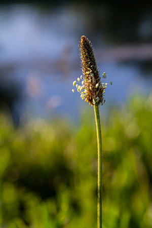 A close up of the wildflower Ribwort plantain, Plantago lanceolata.の写真素材
