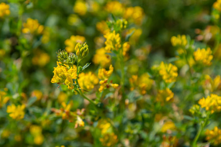 Medicago falcata, plant species of the genus Medicago. It is native to much of Europe and Asia.の写真素材