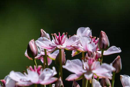 Photo butomus umbellatus flower burchardia, macro photo, forest water lily flower, summer spring, botany, background pink.の写真素材