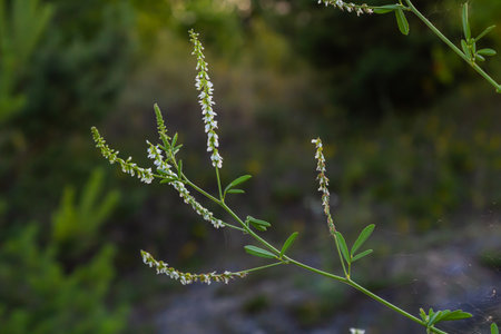 Melilotus albus or honey clover white flowers with green.の写真素材