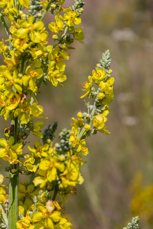 Common mullein - pale yellow flowers of verbascum nigrum plant, used as herb and medicine - growing...