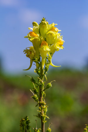 Flaxseed or wild snapdragon Linaria vulgaris is a medicinal herb. Wildflowers inflorescence.の写真素材
