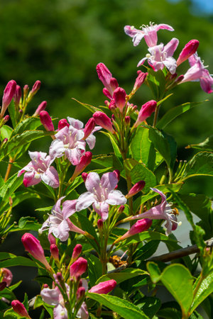 Weigela Bristol Ruby red flowers - Latin name - Weigela florida Bristol Ruby.の写真素材