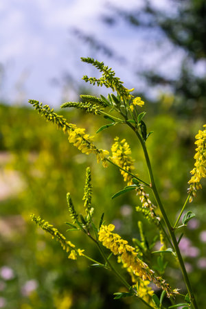 In the wild bloom Melilotus officinalis - honey, essential oil and medicinal plant.の写真素材