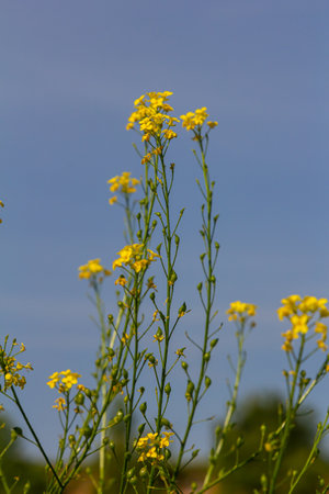 Turkish rocket flowers - Latin name - Bunias orientalis.