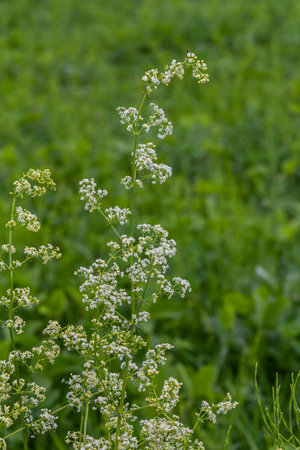 Beautiful blooming white bedstraw in June, galium album.の写真素材