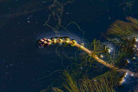 Ceratophyllum demersum aquatic plant in a stream.の写真素材