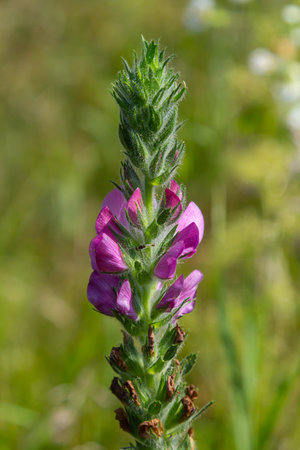 In the wild, Ononis arvensis blooms in the meadow.の写真素材
