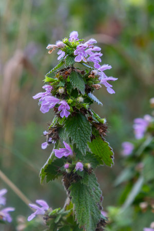 Hluchavka Lamium, pink.