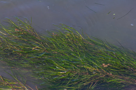 Water plants in the river - Pondweed - Potamogeton natans.