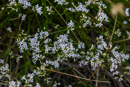 Macro photo of a dyer woodruff flower, Asperula tinctoria.の写真素材