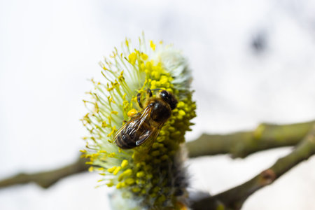 bee collects pollen on a yellow spring flower. willow branch with yellow spring flowers. delicate willow flowers in spring. Active work of bees to collect pollen. lot of pollen and nectar. close up.の写真素材