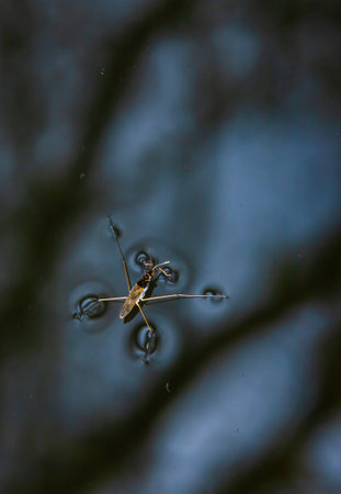 Insect Gerris lacustris, known as common pond skater or common water strider is a species of water strider, found in Europe have the ability to move quickly on the water surface and have hydrophobic legs.の写真素材
