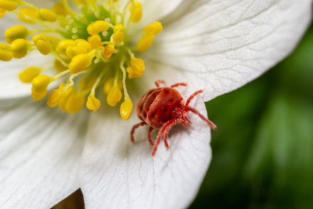 Close up macro Red velvet mite or Trombidiidae in natural environment on a white anemone flower.の写真素材