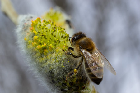 bee collects pollen on a yellow spring flower. willow branch with yellow spring flowers. delicate...