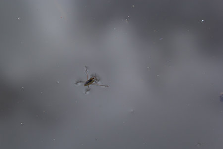 Insect Gerris lacustris, known as common pond skater or common water strider is a species of water...