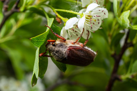 The melolontha melolontha insect on a tree branch. Animal wildlife background.の写真素材