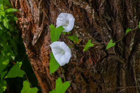 Field bindweed or Convolvulus arvensis European bindweed Creeping Jenny Possession vine herbaceous...