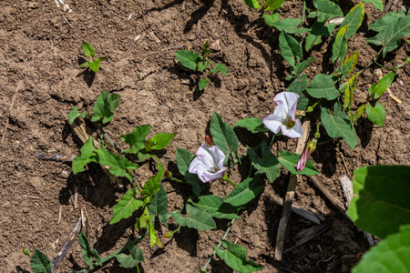 Field bindweed or Convolvulus arvensis European bindweed herbaceous perennial plant with open and...