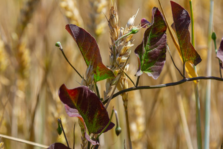Field bindweed or Convolvulus arvensis European bindweed herbaceous perennial plant with open and...
