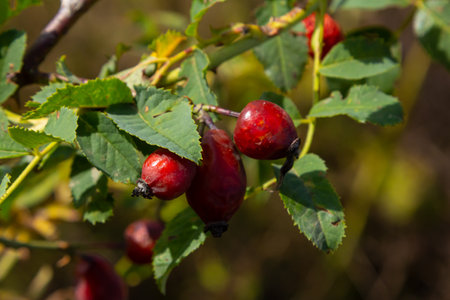 Red dog rose berries in autumn season. Many Red rosehip fruits and green leaves in sunny day.の写真素材