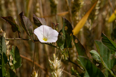 Field bindweed or Convolvulus arvensis European bindweed Creeping Jenny Possession vine herbaceous perennial plant with open and closed white flowers surrounded with dense green leaves.の写真素材